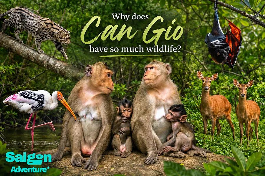 What Animals Can You See in Can Gio Besides Monkeys? 3 Diverse wildlife living in Can Gio Mangrove Biosphere Reserve near Ho Chi Minh City