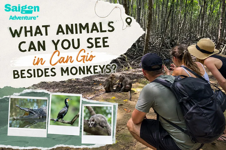 What Animals Can You See in Can Gio Besides Monkeys? 1 What Animals Can You See in Can Gio Besides the Famous Monkeys?