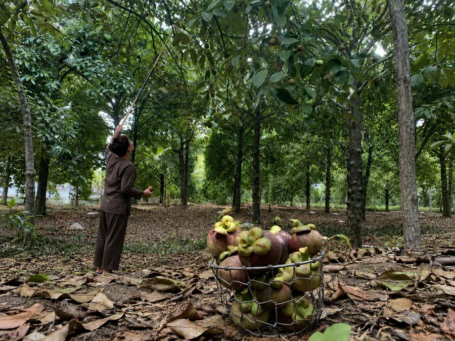 What Is the Best Way to Experience the Mekong Delta Without Feeling Rushed? 4 Authentic mangosteen harvesting experience in a peaceful Mekong Delta fruit garden