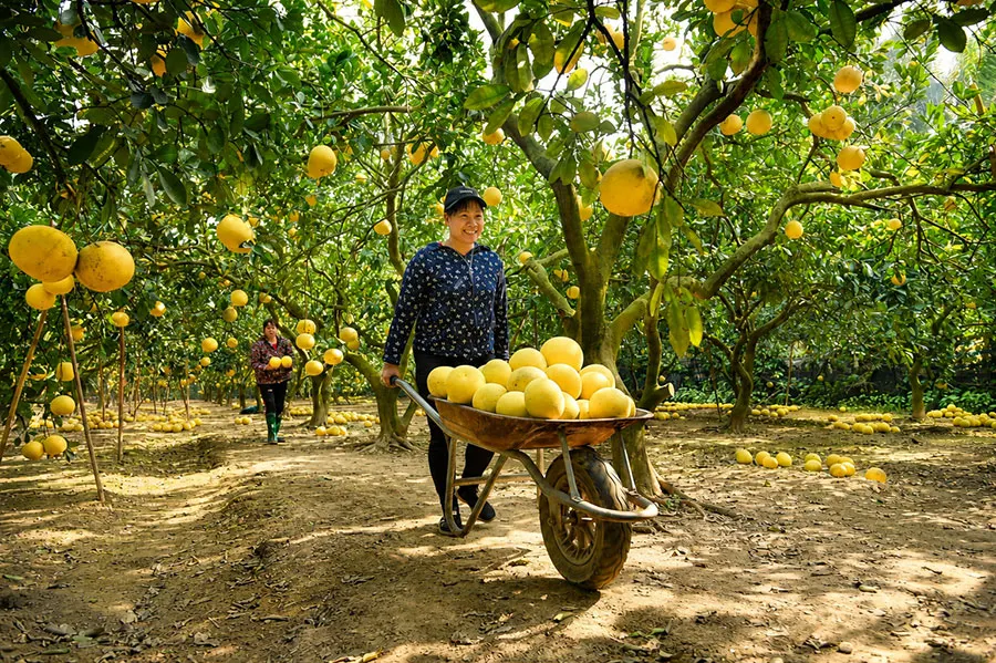 What Is the Best Way to Experience the Mekong Delta Without Feeling Rushed? 5 Pomelo orchard in the Mekong Delta during the fruit harvest season