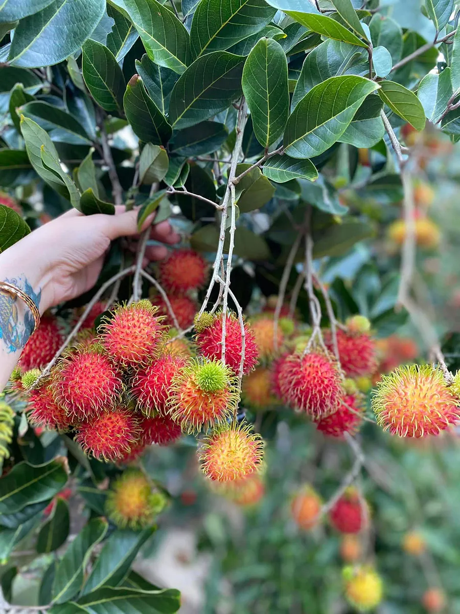 What Is the Best Way to Experience the Mekong Delta Without Feeling Rushed? 2 Rambutan orchard during fruit harvest season in the Mekong Delta