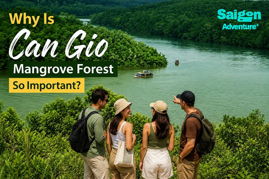Why Is Can Gio Mangrove Forest So Important? 1 Exploring Can Gio Mangrove Forest, a famous eco-tourism destination and UNESCO biosphere reserve in Vietnam.