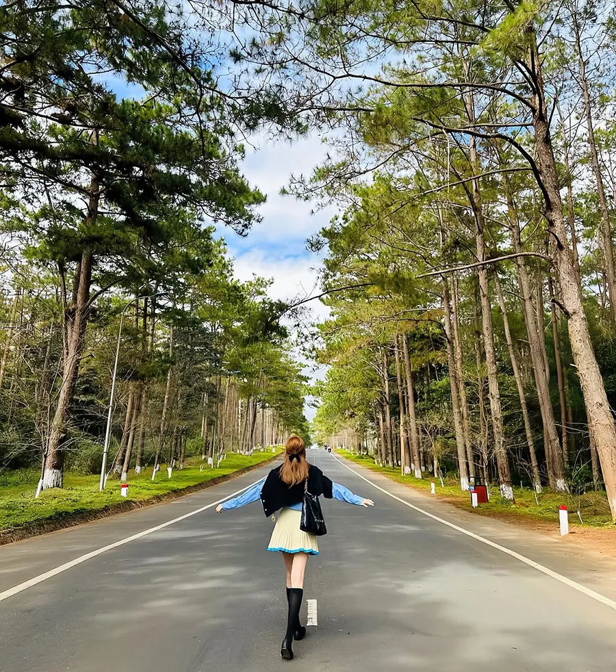 Mang Den Travel Guide: Waterfalls, Forests and Cool-Weather Escapes 2 A road through tall pine trees in Mang Den, Vietnam