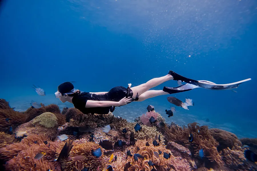 Vinh Hy Bay Travel Guide: Beaches, Coral and Scenic Coastal Roads 5 Travelers enjoying a peaceful swim while exploring beautiful coral formations around Vinh Hy Bay