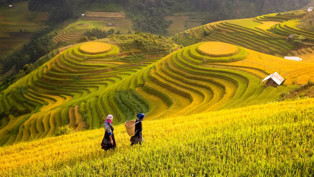 Golden rice terraces in the mountains around Sa Pa during harvest season