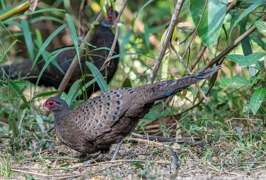 Cat Tien Night Safari: What to Expect, See & Know 3 Wildlife watching in Cat Tien National Park featuring a peacock-pheasant