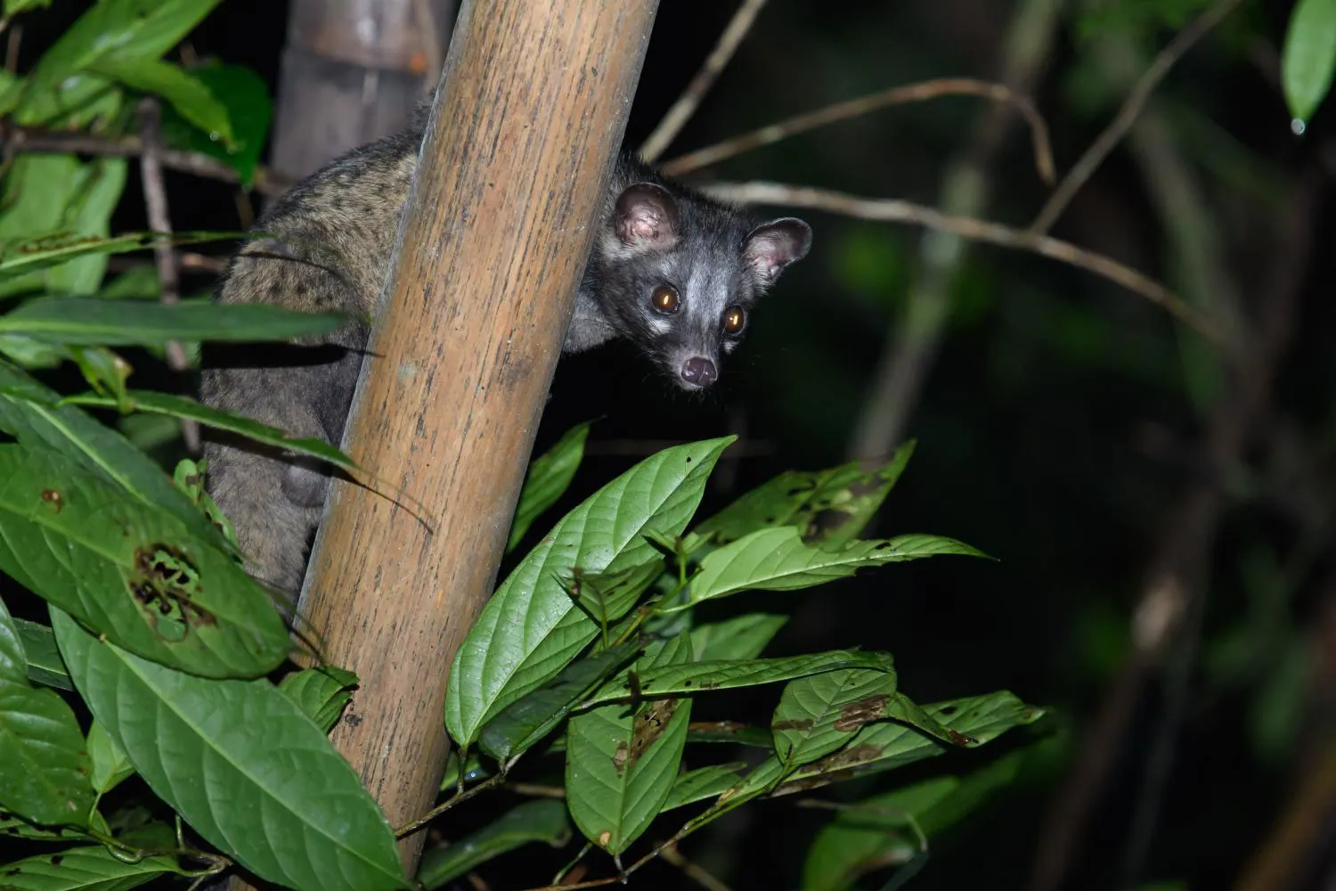 Cat Tien Night Safari: What to Expect, See & Know 6 Discovering nocturnal civets in the protected rainforest of Cat Tien Vietnam