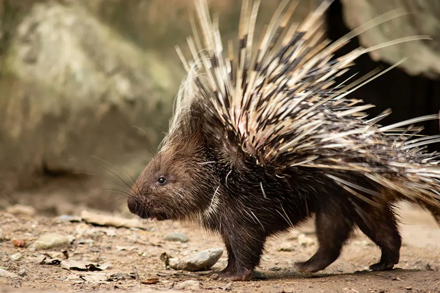 Cat Tien Night Safari: What to Expect, See & Know 7 Wildlife watching experience featuring a porcupine in Cat Tien National Park