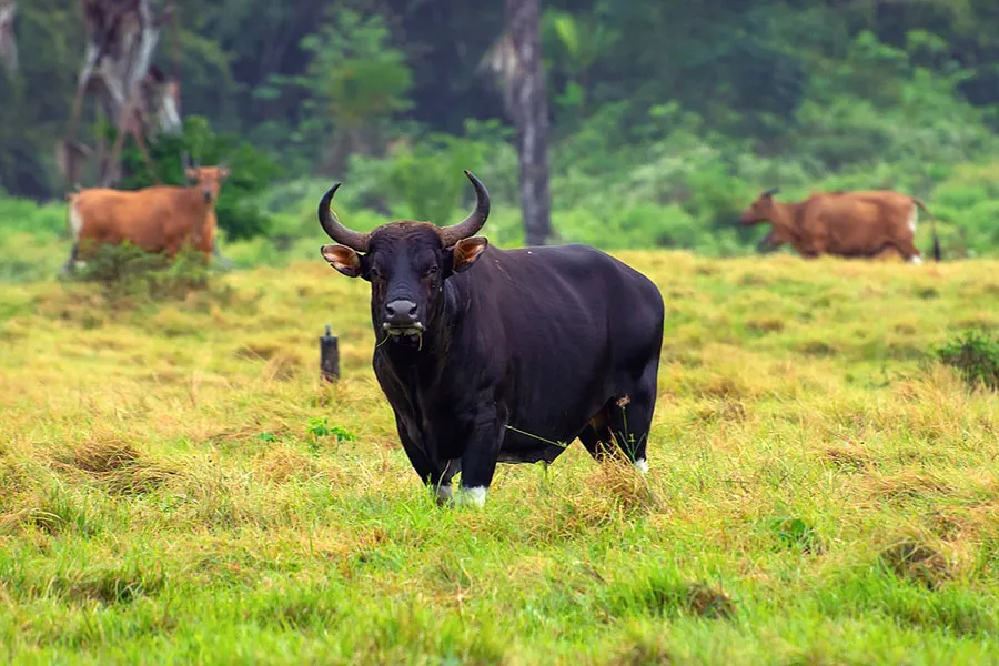 Cat Tien Night Safari: What to Expect, See & Know 8 Wild gaur grazing in its natural habitat in Cat Tien National Park