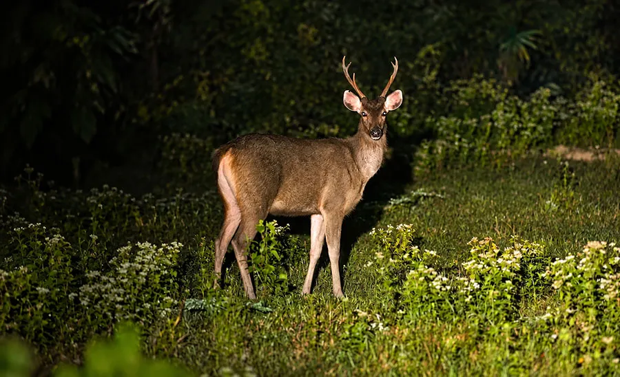 Cat Tien Night Safari: What to Expect, See & Know 5 Wild deer spotted during a Cat Tien National Park night safari