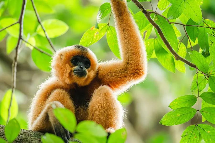 Cat Tien Night Safari: What to Expect, See & Know 10 Golden-cheeked gibbon in the tropical rainforest of Cat Tien National Park