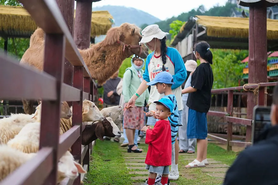 Dalat Wonderland: Is It Worth Visiting in 2026? 7 Visitors enjoying a hands-on sheep feeding experience at Dalat Wonderland