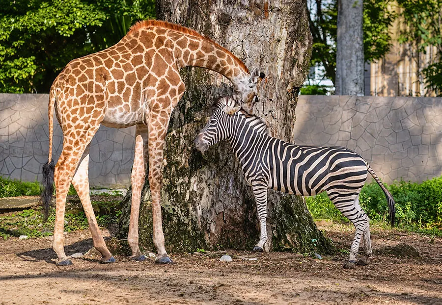 Is Saigon Zoo Worth Visiting? What to Expect Before You Go 4 Discover giraffes at Saigon Zoo and give your children a chance to observe these remarkable animals.