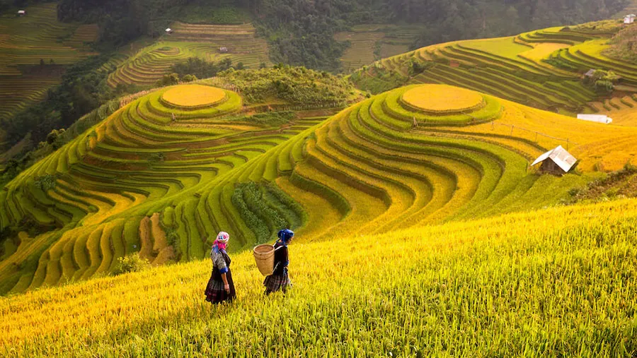 Is Sapa Worth Visiting? An Honest Guide for First-Timers 3 Rice terraces stretching across the mountain slopes in Sapa, Vietnam.
