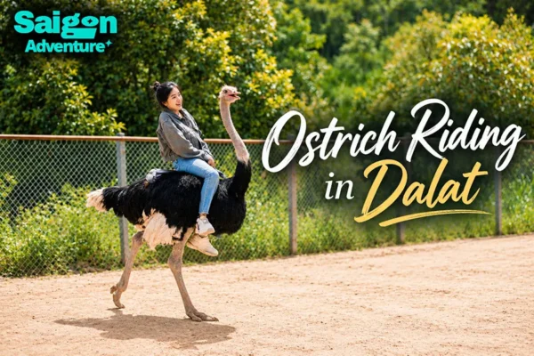 Ostrich Riding in Dalat: What Tourists Should Know Before Visiting