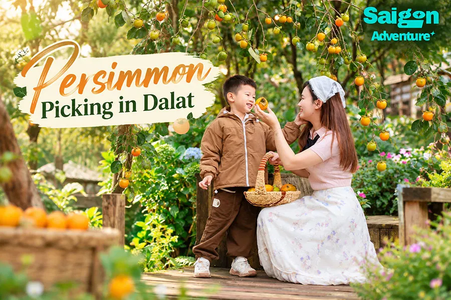 Persimmon Picking in Dalat: A Seasonal Farm Experience 1 Persimmon picking in Dalat, a seasonal experience worth trying for its scenic orchards, hands-on harvesting, and local fruit tasting.
