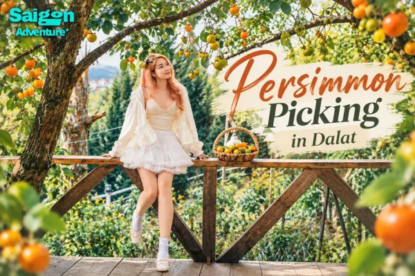 Persimmon Picking in Dalat: A Seasonal Farm Experience