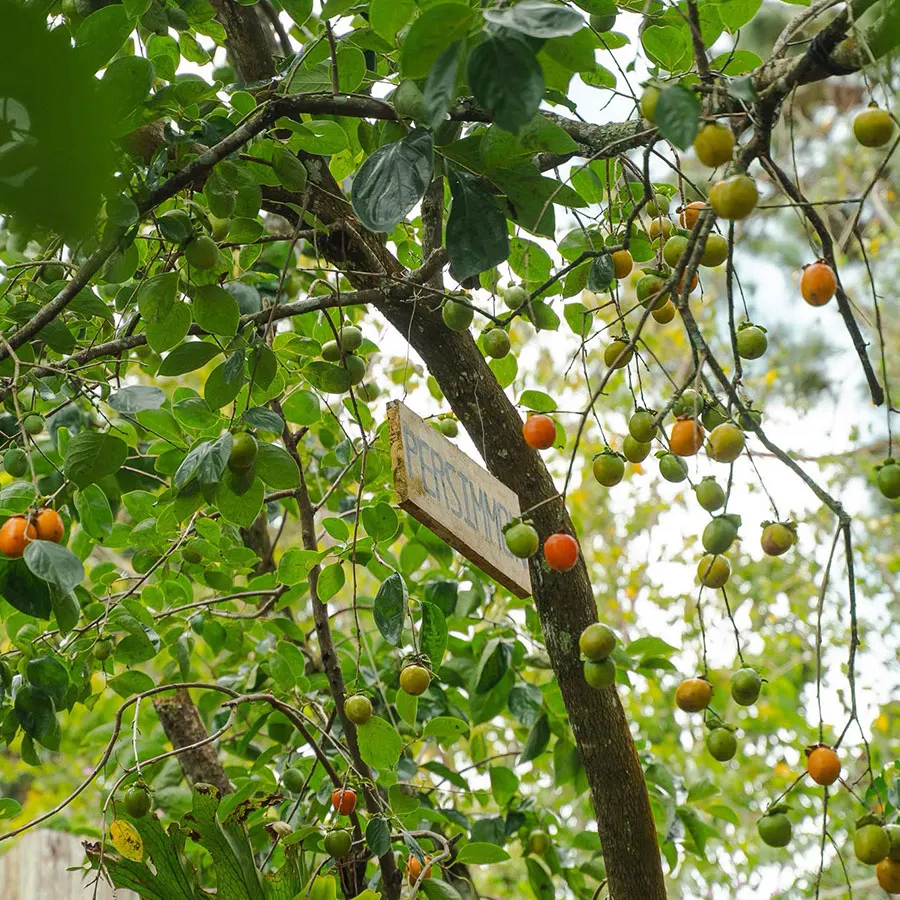 Persimmon Picking in Dalat: A Seasonal Farm Experience 4 Exploring a fruit-laden persimmon garden, a scenic stop on a seasonal trip to Dalat