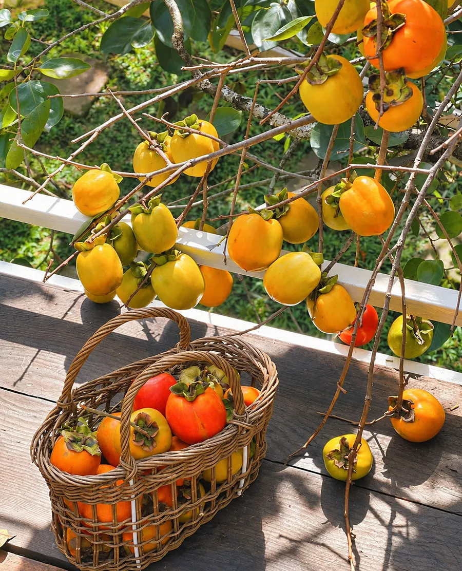 Persimmon Picking in Dalat: A Seasonal Farm Experience 3 Close-up of persimmons at different stages of ripening on a leafy orchard branch