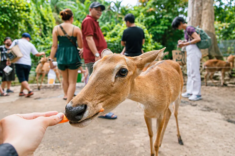 Saigon Zoo With Kids: A Practical Guide for Families 6 Children discovering how animals eat during a hands-on experience at Saigon Zoo