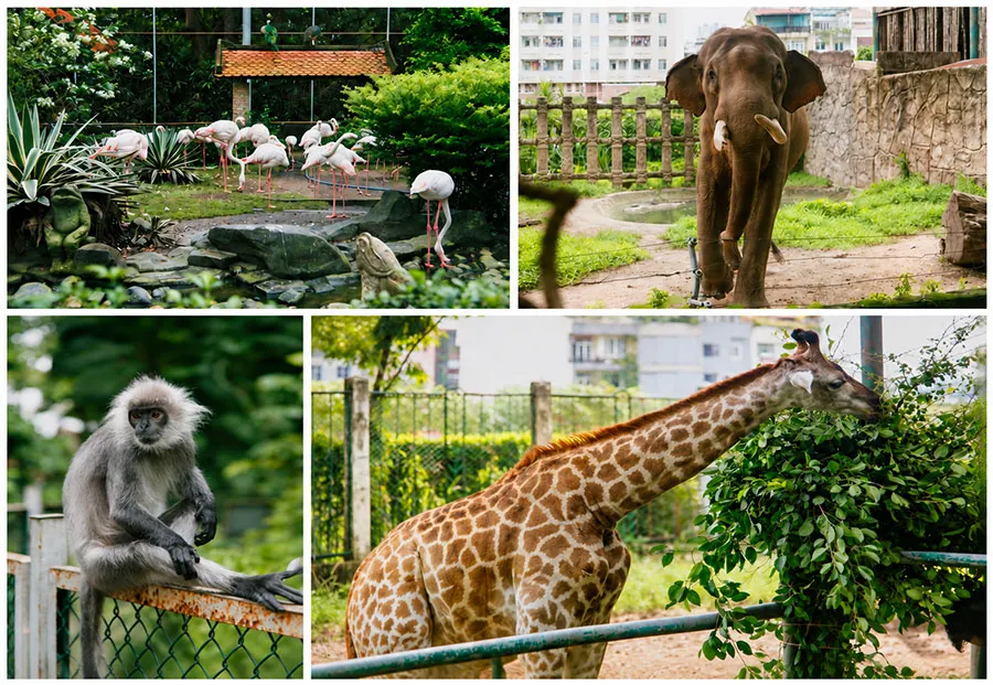Saigon Zoo With Kids: A Practical Guide for Families 5 Explore the animals at Saigon Zoo with your children for a day filled with curiosity, learning and memorable moments.