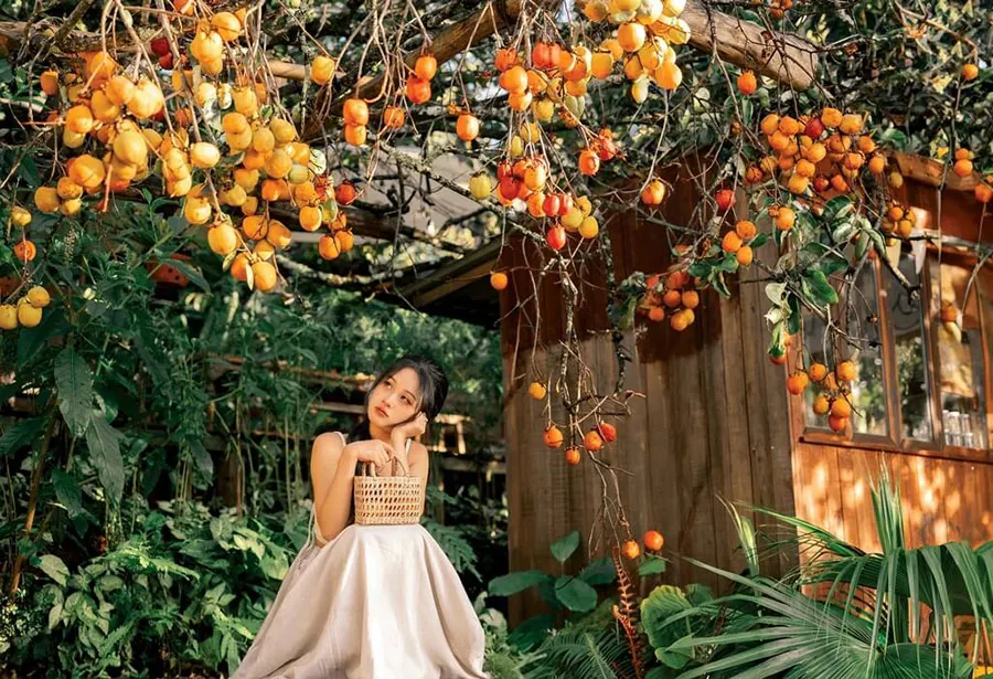 Persimmon Picking in Dalat: A Seasonal Farm Experience 2 Exploring a Dalat persimmon garden with fruit-laden trees lining a peaceful countryside path